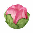 Forminha Botao Rosa C/24 Rosa Seco 1